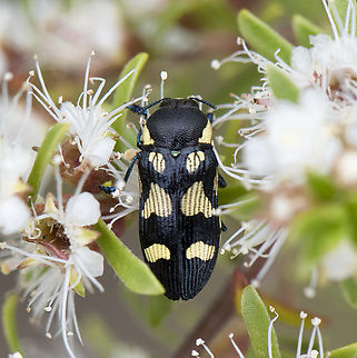 Jewel Beetle -  Castiarina octospilota  Australia,Castiarina octospilota,Geotagged,Spring