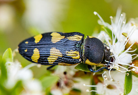 Castiarina octospilota - A Jewel Beetle  Australia,Castiarina octospilota,Geotagged,Spring