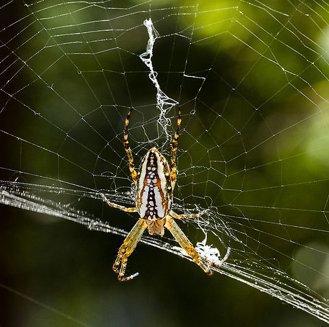 Plebs bradleyi - an enamelled spider  Enamelled Spider,Plebs bradleyi