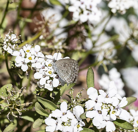 Zizina labradus  Australia,Common Grass Blue,Geotagged,Summer,Zizina labradus