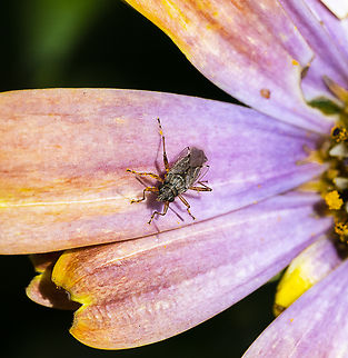 Nysius vinitor  Australia,Geotagged,Nysius vinitor,Rutherglen Bug,Summer