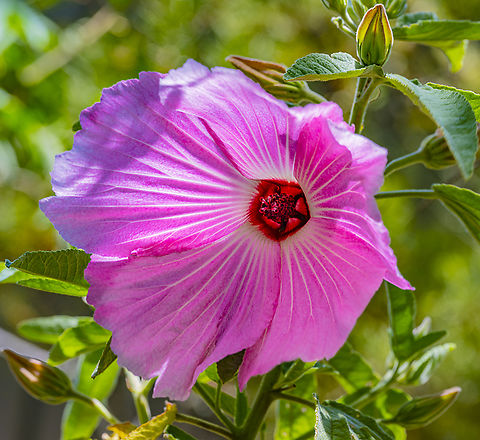 Hibiscus splendens  Australia,Geotagged,Hibiscus splendens,Splendid hibiscus,Summer