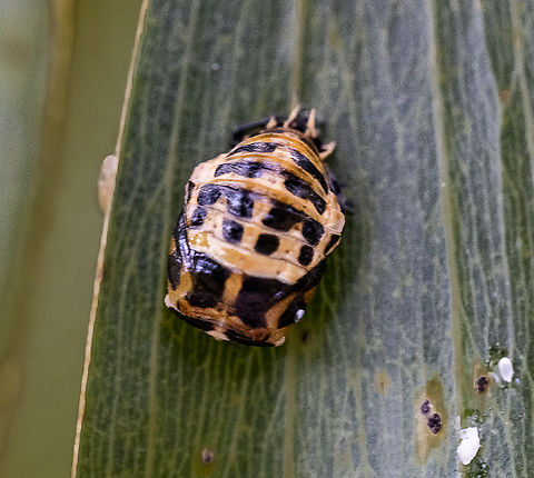 Lady beetle pupa - Harmonia conformis  Australia,Geotagged,Harmonia conformis,Large Spotted Ladybird,Summer