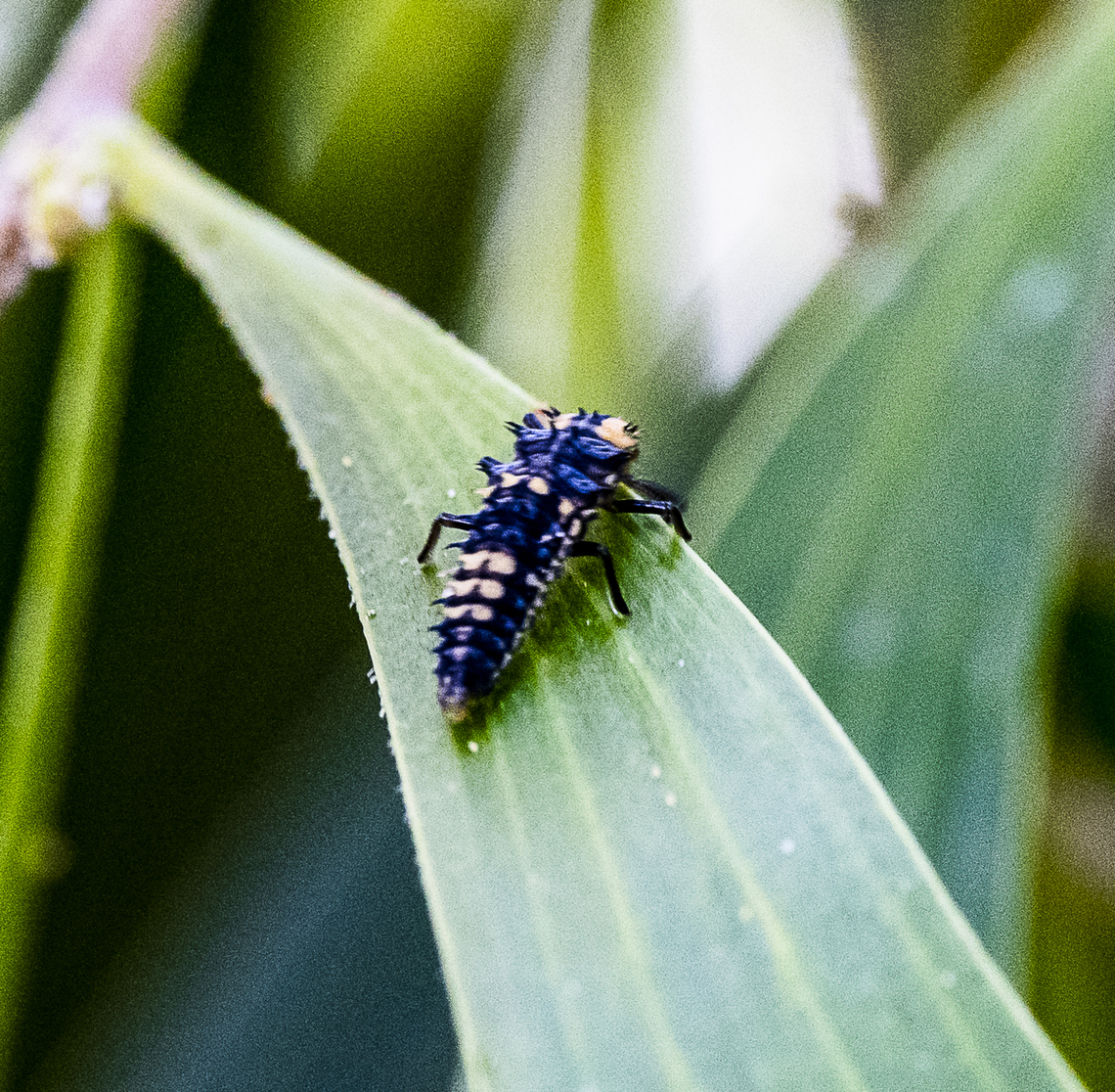 Harmonia conformis - 4th Instar  Australia,Geotagged,Harmonia conformis,Large Spotted Ladybird,Summer