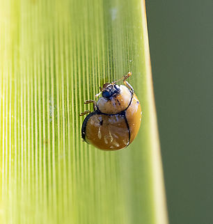 Tortoise shelled lady beetle  Australia,Geotagged,Harmonia testudinaria,Summer,Tortoise-shelled ladybird