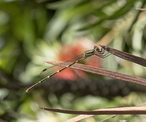 Wandering Ringtail - Austrolestes leda  Australia,Austrolestes cingulatus,Austrolestes leda,Geotagged,Metallic Ringtail,Summer,Wandering Ringtail