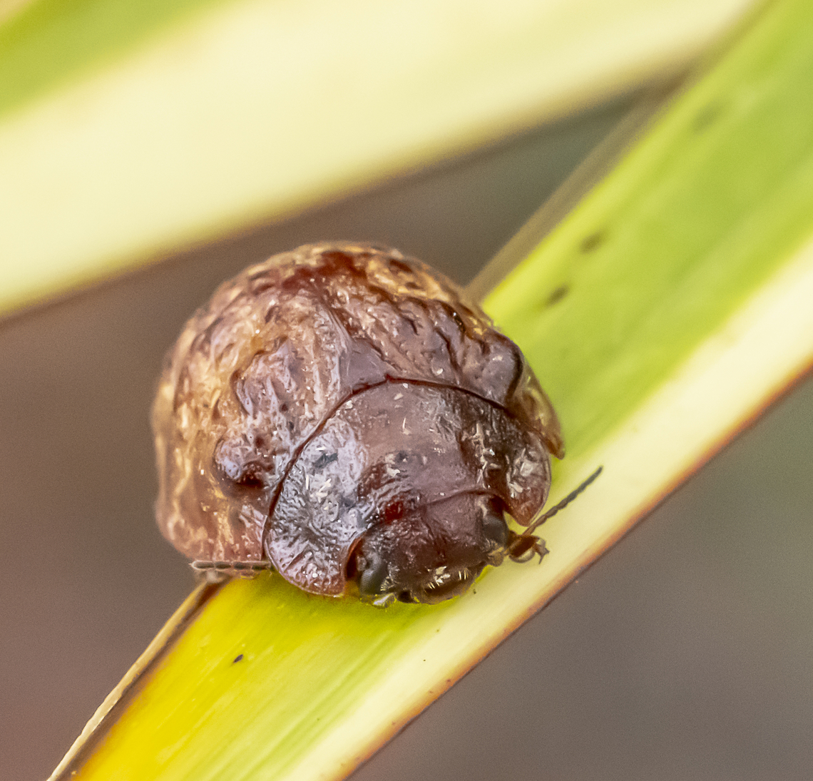 Trachymela rugosa  Australia,Australian Tortoise Beetle,Geotagged,Summer,Trachymela rugosa,Trachymela sloanei