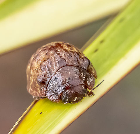 Trachymela rugosa  Australia,Australian Tortoise Beetle,Geotagged,Summer,Trachymela rugosa,Trachymela sloanei