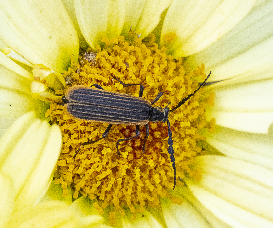 Trichalus sp. - Net-winged beetle  Australia,Geotagged,Summer