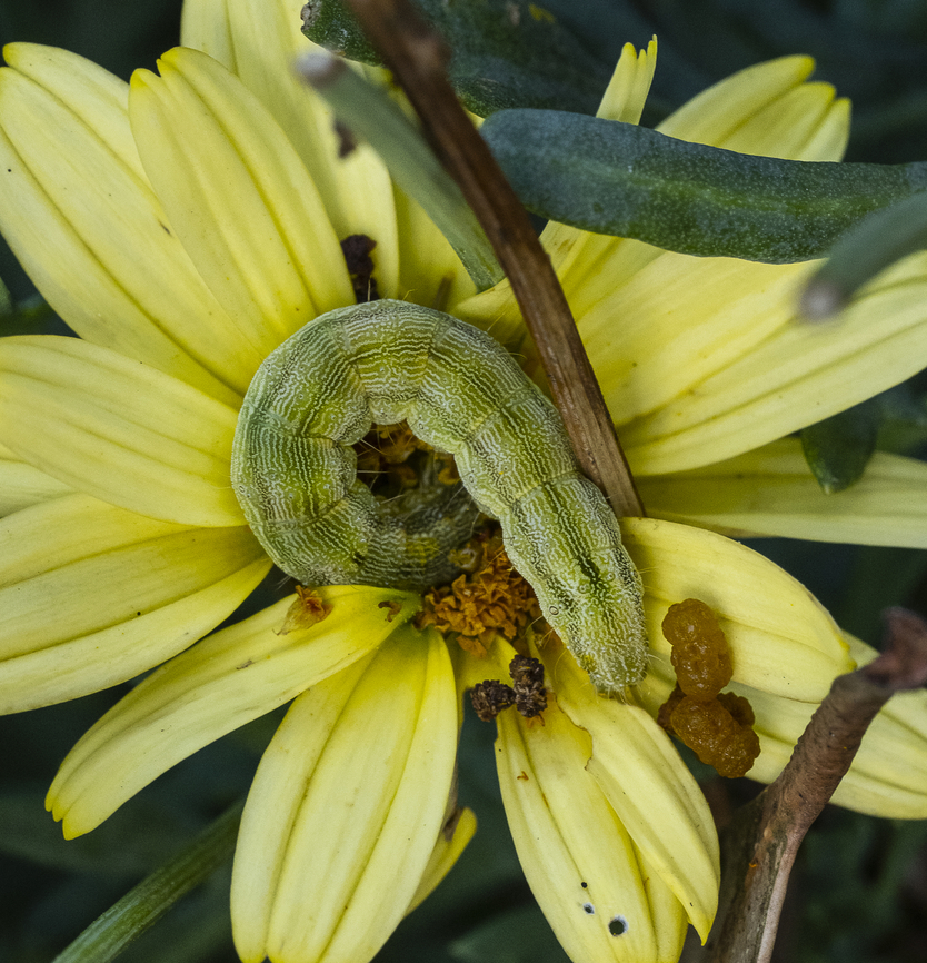 Green caterpillar - Helicoverpa sp.  Australia,Geotagged,Summer