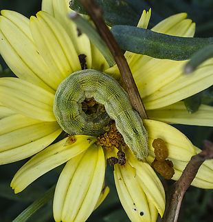 Green caterpillar - Helicoverpa sp.  Australia,Geotagged,Summer