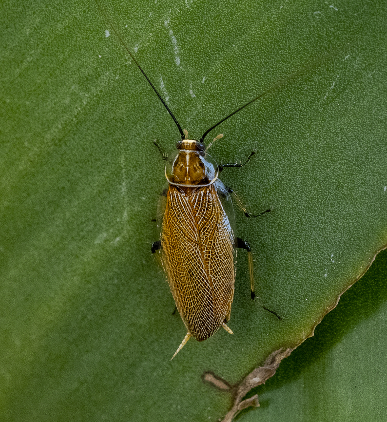 Cockroach - Ellipsidion humerale  Australia,Common Ellipsidion,Ellipsidion humerale,Geotagged,Summer