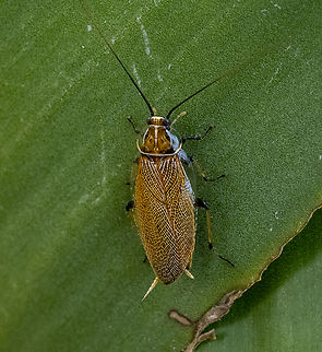 Cockroach - Ellipsidion humerale  Australia,Common Ellipsidion,Ellipsidion humerale,Geotagged,Summer