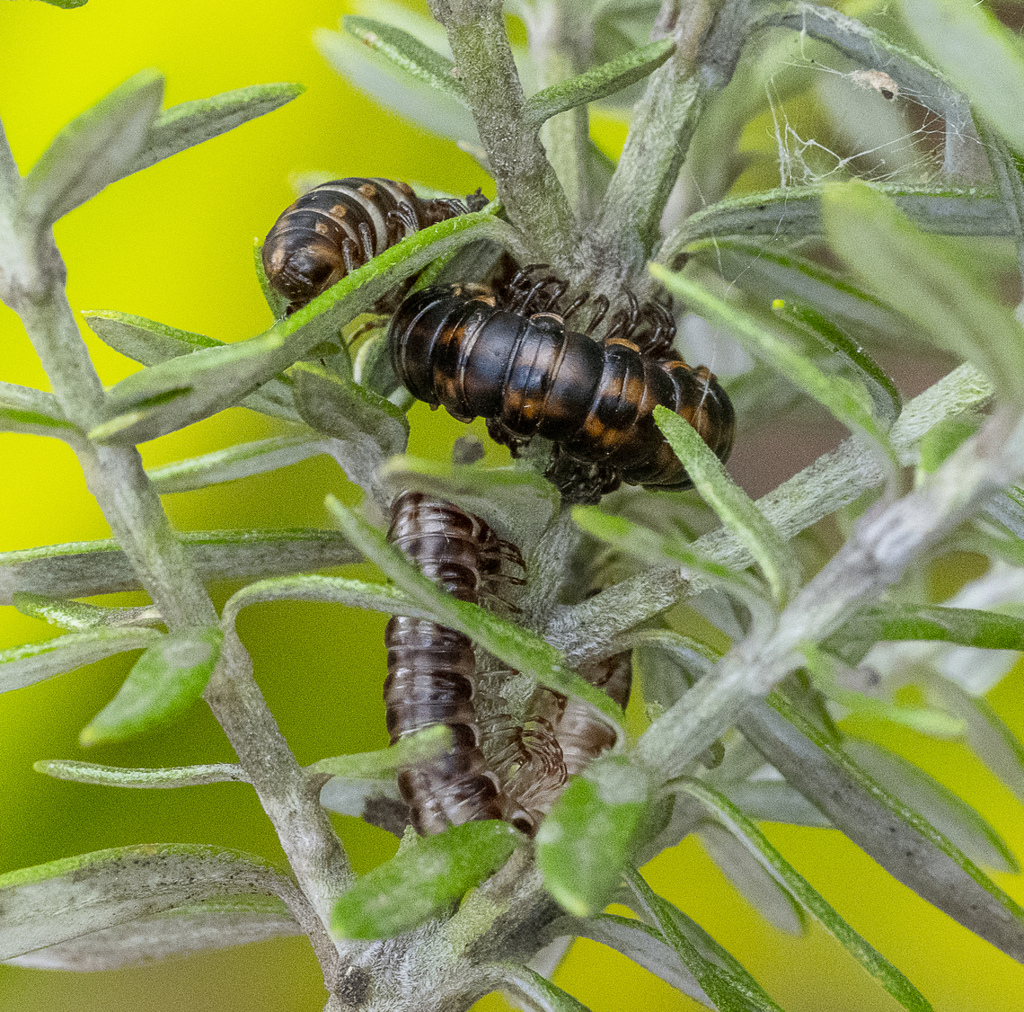 Millipedes - Phyllocladosoma dorrigense ?  Australia,Geotagged,Phyllocladosoma dorrigense,Summer