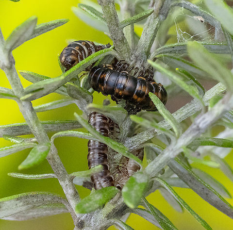Millipedes - Phyllocladosoma dorrigense ?  Australia,Geotagged,Phyllocladosoma dorrigense,Summer