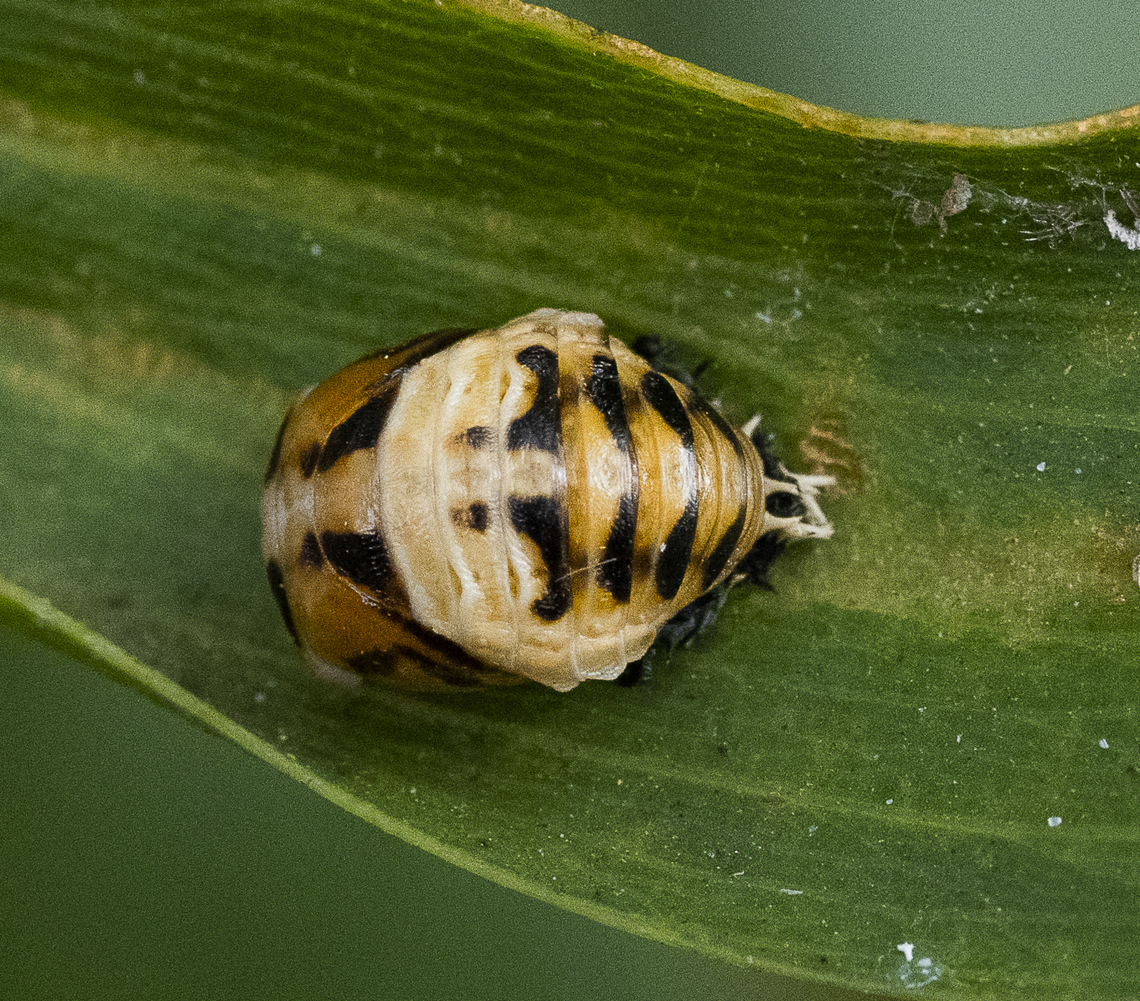 Tortoise shelled ladybird - Harmonia testudinaria  Australia,Geotagged,Harmonia testudinaria,Summer,Tortoise-shelled ladybird