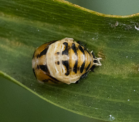 Tortoise shelled ladybird - Harmonia testudinaria  Australia,Geotagged,Harmonia testudinaria,Summer,Tortoise-shelled ladybird