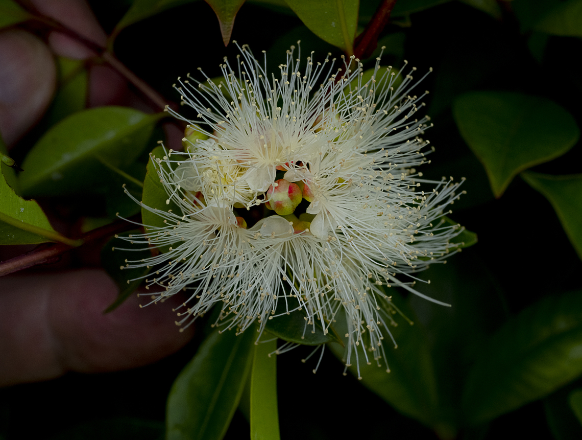Syzygium paniculatum  Australia,Geotagged,Summer,Syzygium paniculatum,Winter