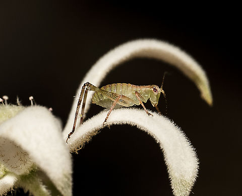 Katydid nymph  Australia,Geotagged,Summer