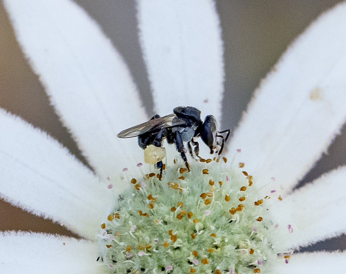 Tetragonula carbonaria  Australia,Charcoal Stingless Bee,Geotagged,Summer,Tetragonula carbonaria