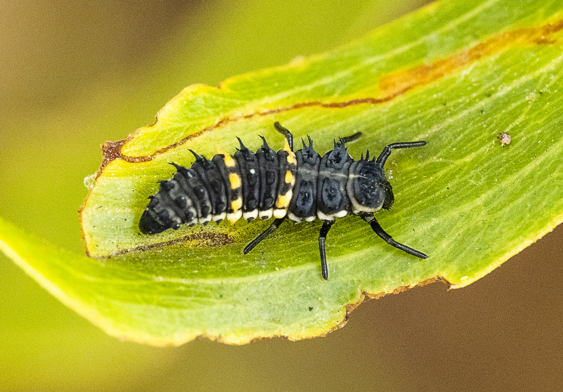 Ladybird Instar - Harmonia conformis  Australia,Geotagged,Harmonia conformis,Large Spotted Ladybird,Summer
