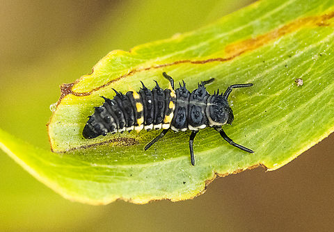 Ladybird Instar - Harmonia conformis  Australia,Geotagged,Harmonia conformis,Large Spotted Ladybird,Summer