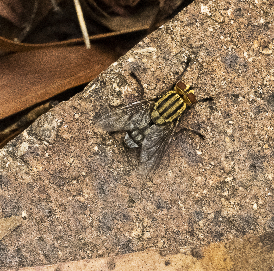 Yellow Flesh Fly - Sarcophaga bidentata ?  Australia,Geotagged,Sarcophaga bidentata,Summer