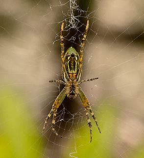 Orbweaver - Plebs bradleyi  Australia,Enamelled Spider,Geotagged,Plebs bradleyi,Summer,Winter