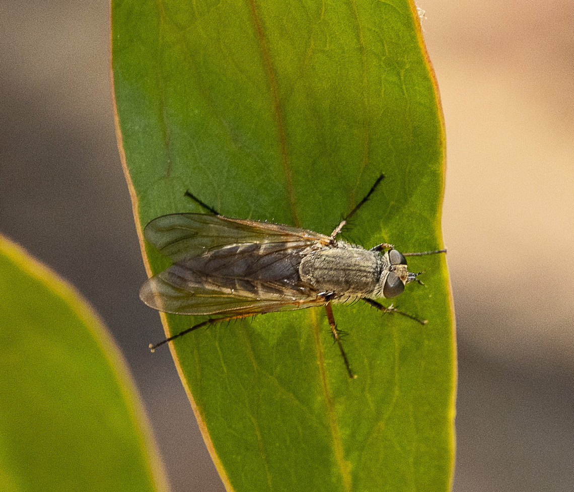 Stilleto Fly - Anabarhynchus sp. (Sub-family Therevinae) ?  Anabarhynchus,Anabarhynchus albipennis,Australia,Geotagged,Summer
