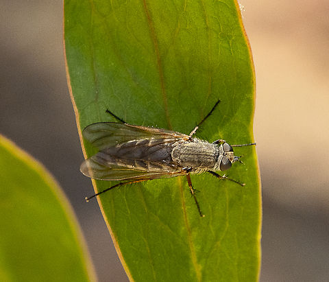 Stilleto Fly - Anabarhynchus sp. (Sub-family Therevinae) ?  Anabarhynchus,Anabarhynchus albipennis,Australia,Geotagged,Summer