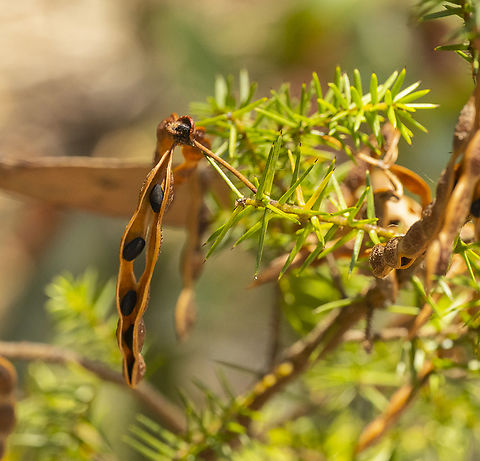 Acacia ulicifolia - Prickly moses  Acacia ulicifolia,Australia,Geotagged,Juniper Wattle,Summer