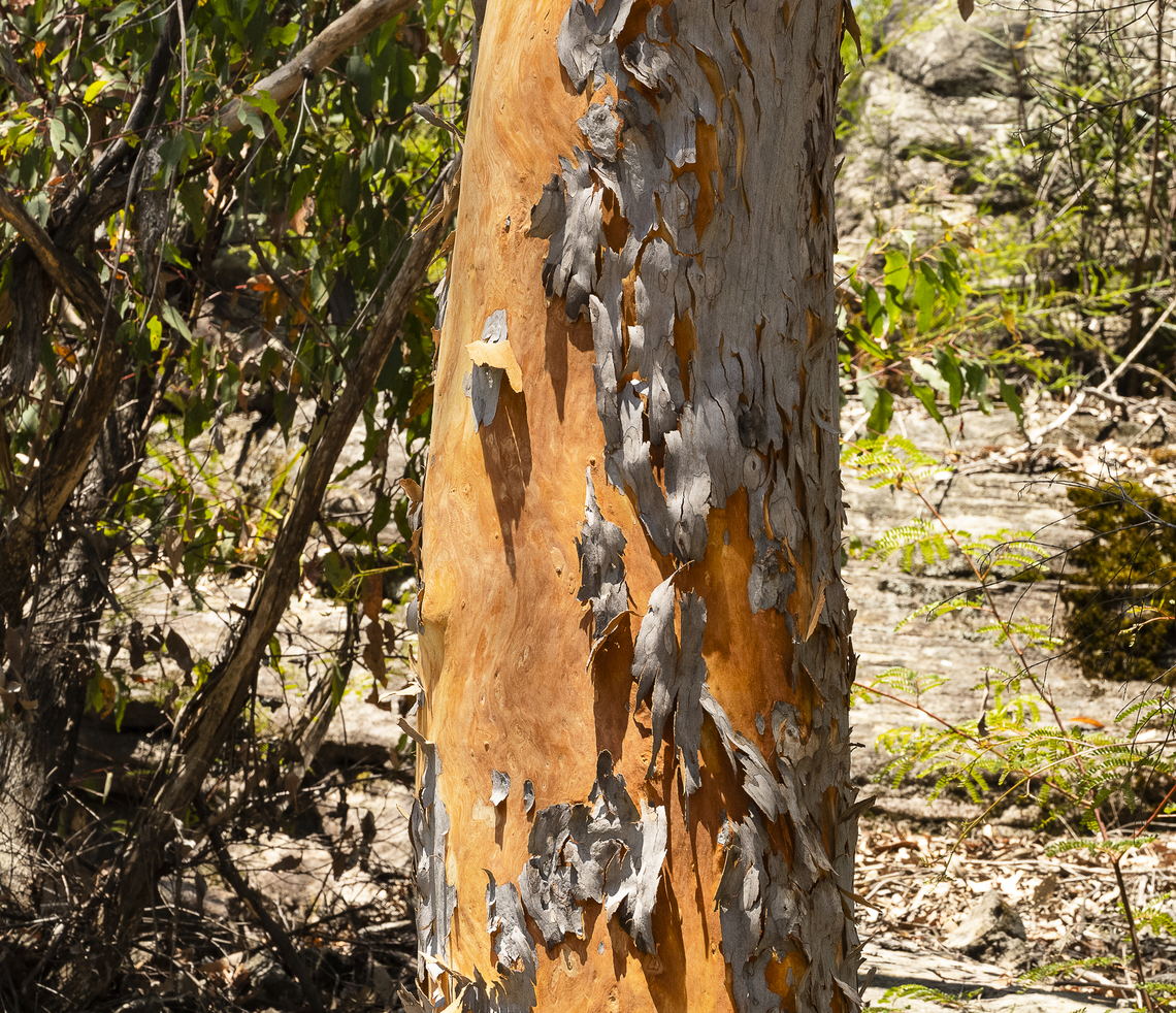 Angophora costata - Sydney red gum  Angophora costata,Australia,Geotagged,Summer,Sydney red gum