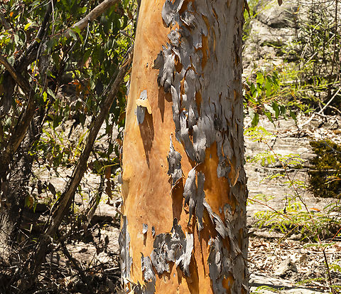 Angophora costata - Sydney red gum  Angophora costata,Australia,Geotagged,Summer,Sydney red gum