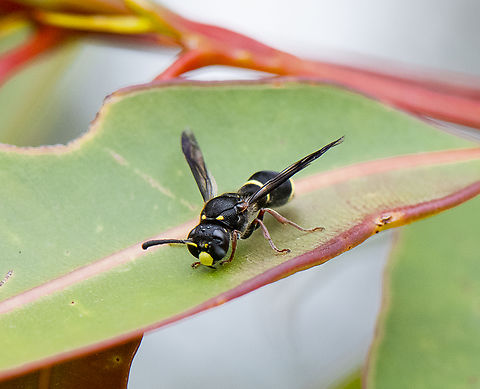 Potter Wasp - Paralastor sp.  Australia,Geotagged,Spring