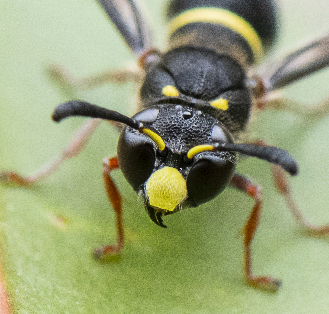 Potter Wasp ? Up close and personal Australia,Geotagged,Spring