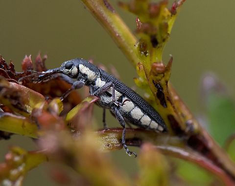 Belid weevil -   Rhinotia sp. in brunnea-group  Australia,Geotagged,Spring