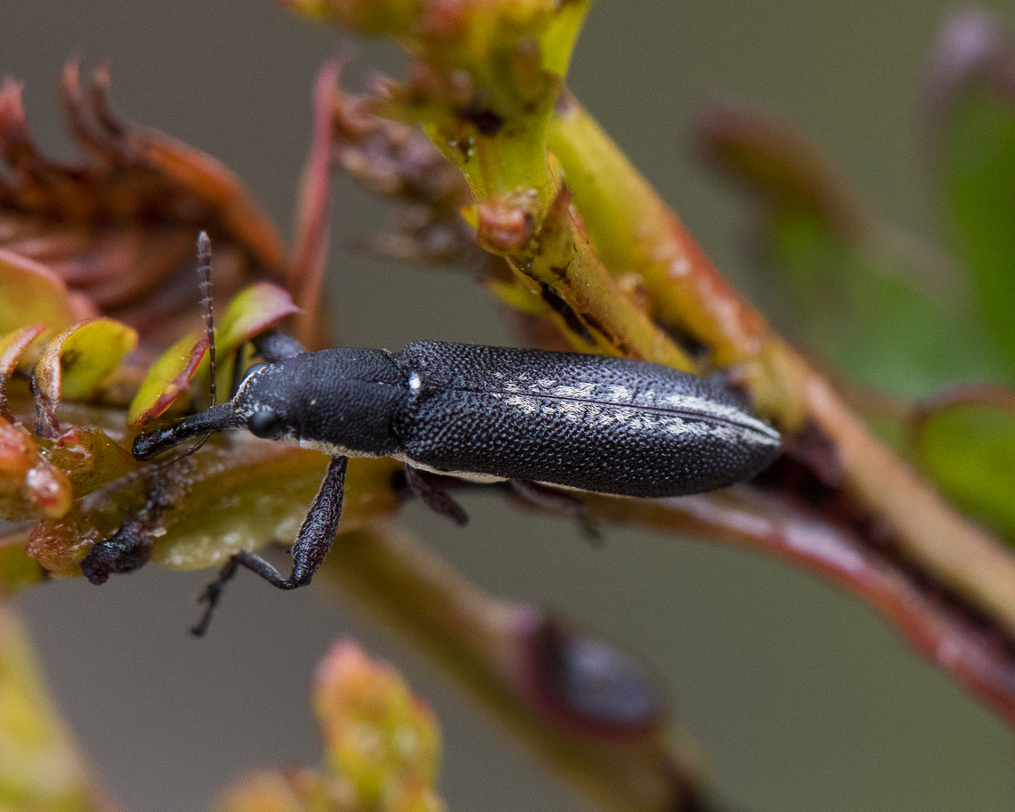 Rhinotia sp. in brunnea-group - Belid Weevil  Australia,Geotagged,Spring