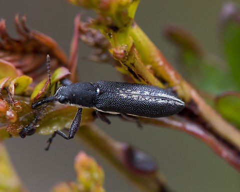 Rhinotia sp. in brunnea-group - Belid Weevil  Australia,Geotagged,Spring