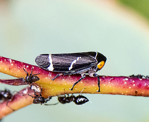 Two-lined treehopper -  Eurymeloides bicincta  Australia,Eurymeloides bicincta,Geotagged,Spring,Two-lined gum-treehopper
