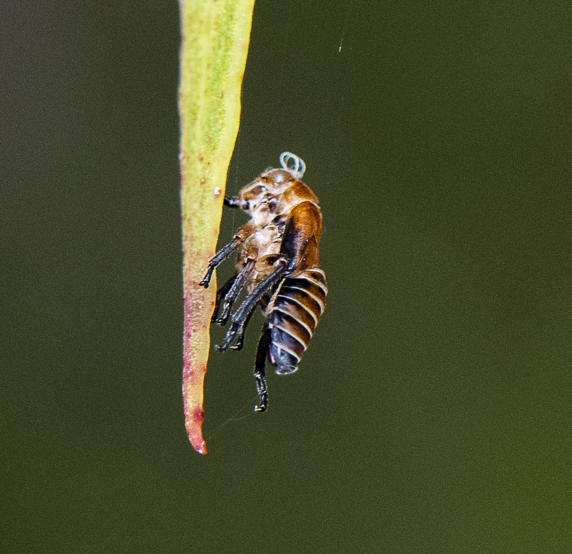 Exuviae gumtree hopper - Eurymeloides bicincta  Australia,Eurymeloides bicincta,Geotagged,Spring,Two-lined gum-treehopper