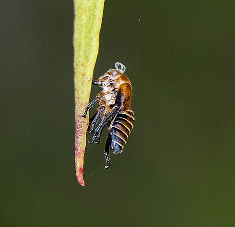 Exuviae gumtree hopper - Eurymeloides bicincta  Australia,Eurymeloides bicincta,Geotagged,Spring,Two-lined gum-treehopper