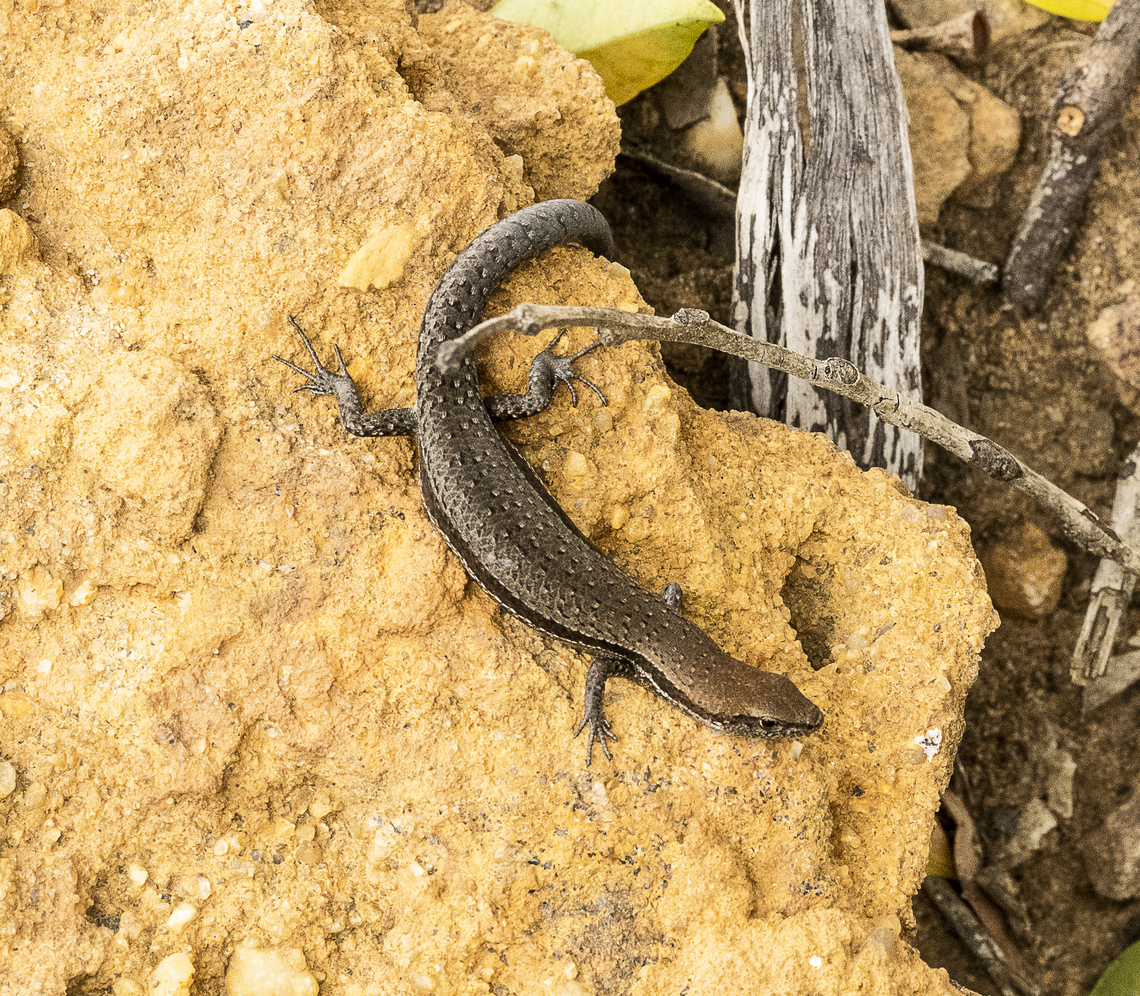 Garden Skink or Pale-flecked Garden Sunskink - Lampropholis guichenoti  Australia,Common Garden Skink,Geotagged,Lampropholis guichenoti,Summer