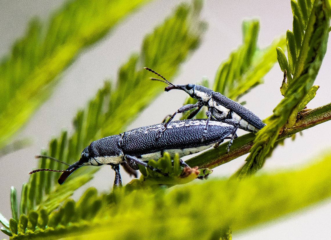 Un-belid-able - Rhinotia sp. in brunnea-group  Australia,Geotagged,Rhinotia lineata,Spring