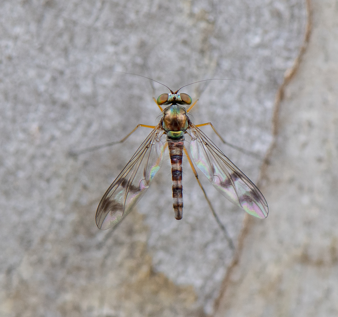 Long-legged Fly -  Heteropsilopus sp.  Australia,Geotagged,Spring