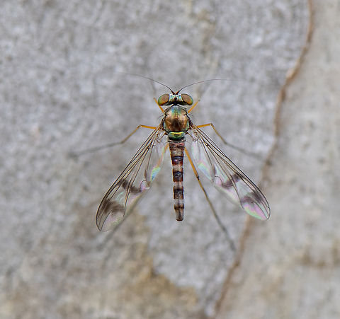 Long-legged Fly -  Heteropsilopus sp.  Australia,Geotagged,Spring