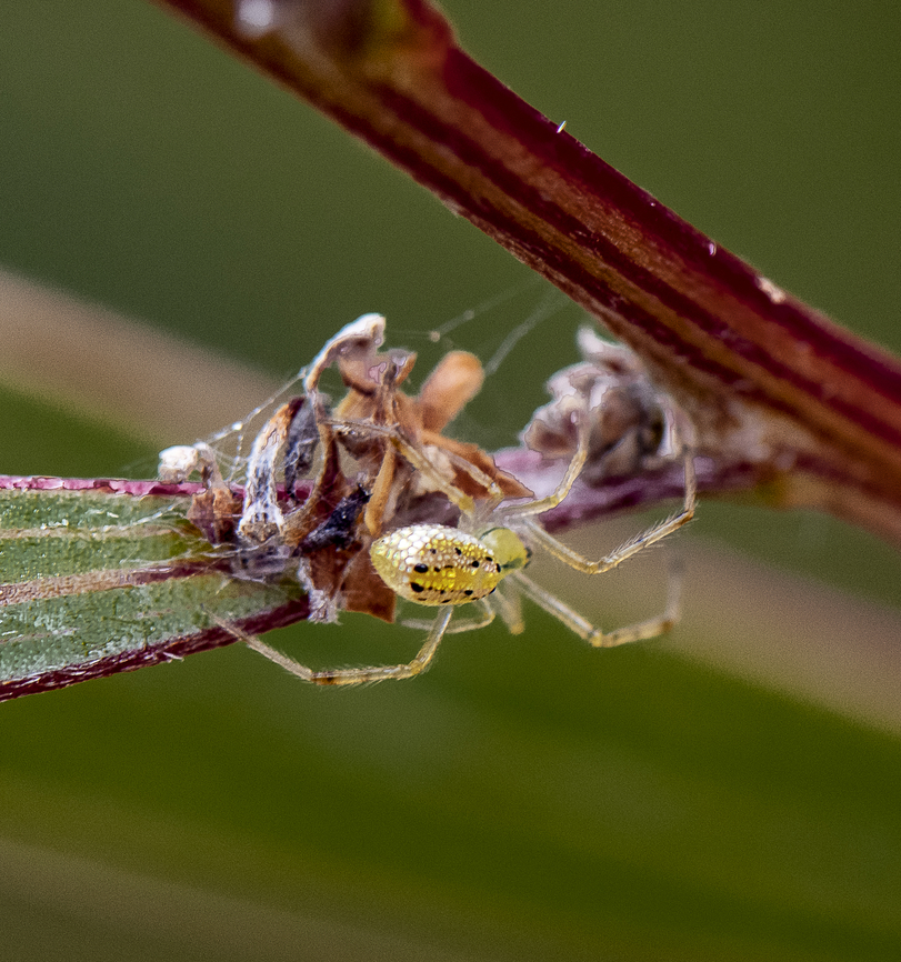 All wrapped up - Thwaitesia genus  Australia,Geotagged,Spring