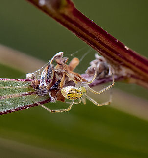 All wrapped up - Thwaitesia genus  Australia,Geotagged,Spring