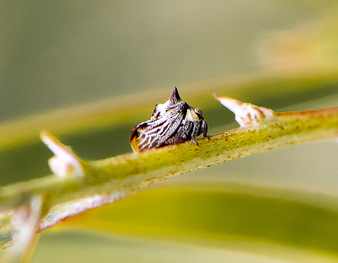 Tiny horned treehopper - Acanthuchus sp.  Acanthuchus trispinifer,Australia,Geotagged,Spring,Tri-horned Treehopper,Two-horned brown treehopper