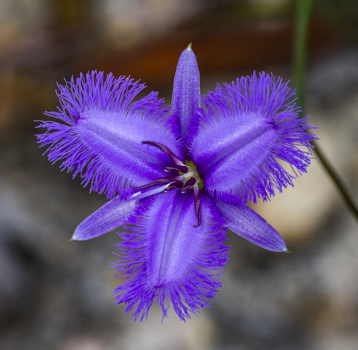Fringe Lily - Thysanotus juncifolius  Australia,Fringe-lily,Geotagged,Summer,Thysanotus juncifolius