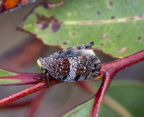 Platybrachys decemmacula - Treehopper  Australia,Eurybrachys,Geotagged,Platybrachys decemmacula,Summer